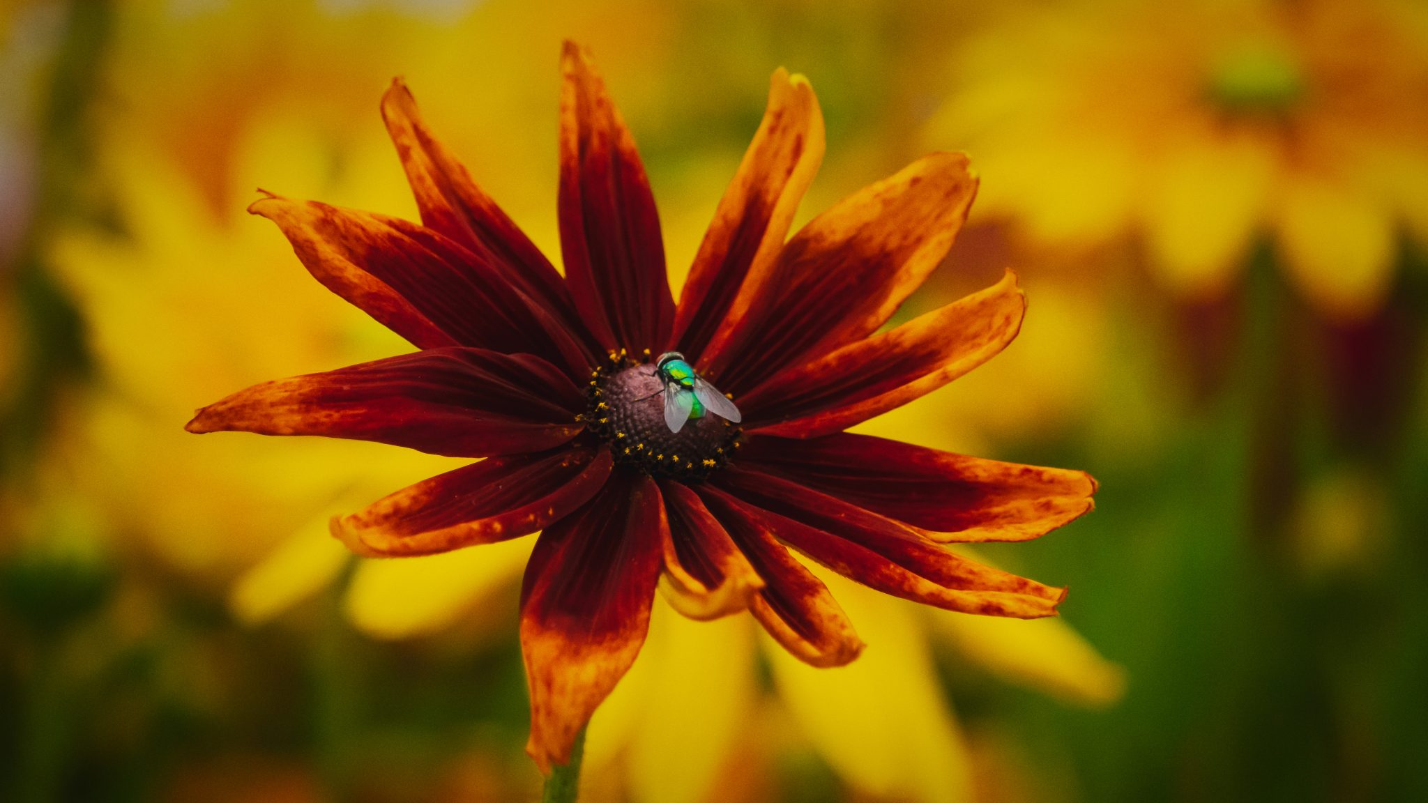 Kepkorhintaba_LegysRGB